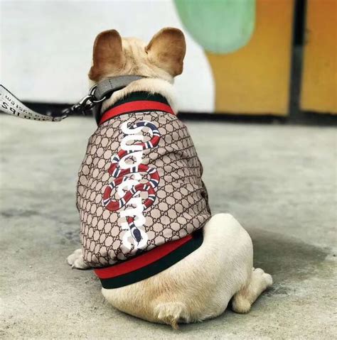 gucci small dog coat